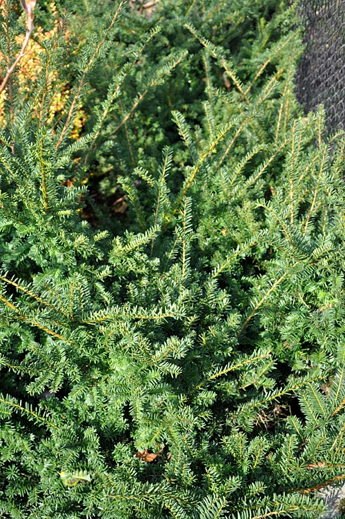 Taxus media 'Fairview'
